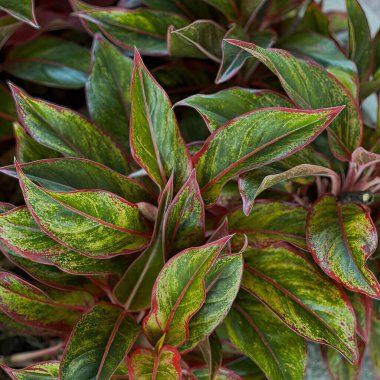 Kırmızı ve yeşil yapraklı bir bitki..