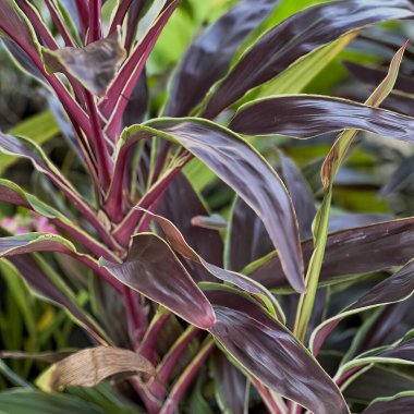 Mor yapraklı bir bitki..