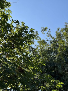 Gökyüzü arkaplanı olan bir ağaçtan sarkan saatin fotoğrafı..