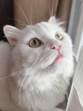 Kameraya bakan beyaz bir kedinin fotoğrafı..