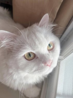 Kameraya bakan beyaz bir kedinin fotoğrafı..