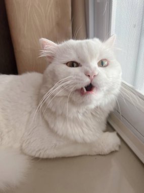 Pencere kenarında oturan beyaz bir kedinin fotoğrafı..