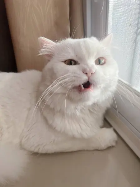 Pencere kenarında oturan beyaz bir kedinin fotoğrafı..