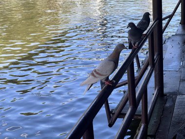 Korkulukta oturan iki güvercinin fotoğrafı. Bir su kütlesinin yanında..