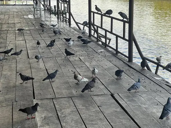 a photography of a flock of birds standing on a pier next to a body of water.