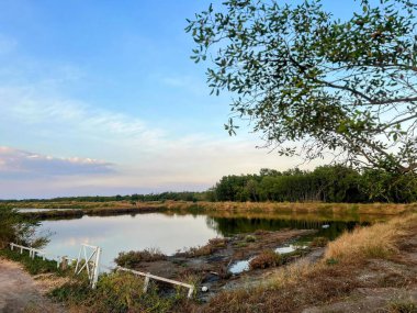 Arka planda bir ağaç ve bir bank olan bir göletin fotoğrafı..