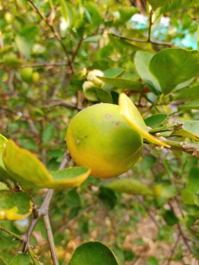 Yeşil meyveli bir limon ağacının fotoğrafı..