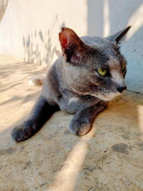 Güneşin altında yerde yatan bir kedinin fotoğrafı..