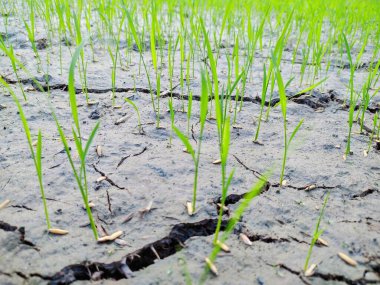 Çimlerin yetiştiği bir toprak parçasının fotoğrafı..