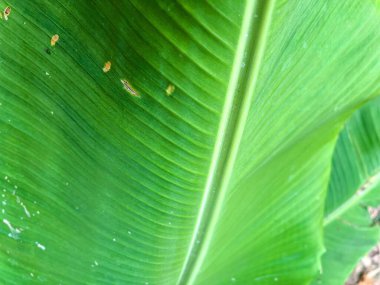 Üzerinde birkaç küçük böcek olan yeşil bir yaprağın fotoğrafı..