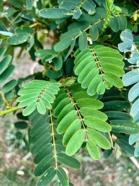 Yeşil yapraklı bir bitkinin yakın plan fotoğrafı..