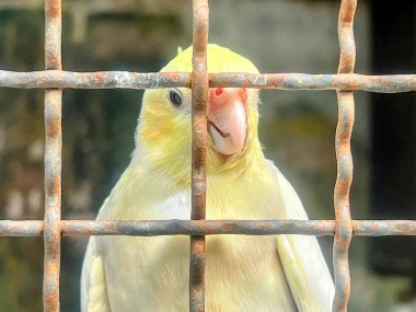 Bir kafeste oturan sarı beyaz bir kuşun fotoğrafı..