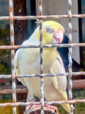 Bir dalda oturan sarı beyaz bir kuşun fotoğrafı..