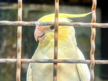 Kafeste oturan sarı ve beyaz bir kuşun fotoğrafı..
