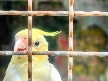 Pembe gagalı sarı bir kuşun fotoğrafı çitin arkasında..