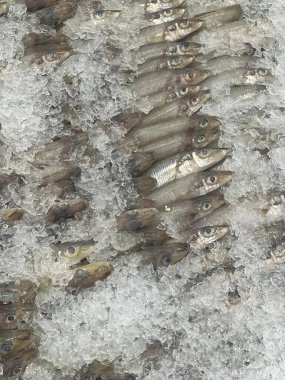 Bir şişe şarapla buzdaki balığın fotoğrafı..