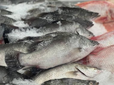 Buzun üzerinde oturan bir grup balığın fotoğrafı..