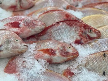 Buzun üzerinde oturan bir grup balığın fotoğrafı..