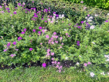 Bahçedeki mor ve beyaz çiçeklerden oluşan bir çalılığın fotoğrafı..