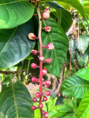 Ağaçtan sarkan kırmızı böğürtlenlerin fotoğrafı..