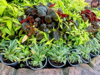 Taş bir yüzeyde çömlek içindeki bir grup bitkinin fotoğrafı..