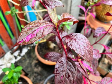 Tenceresinde pembe yapraklar olan bir bitkinin fotoğrafı..