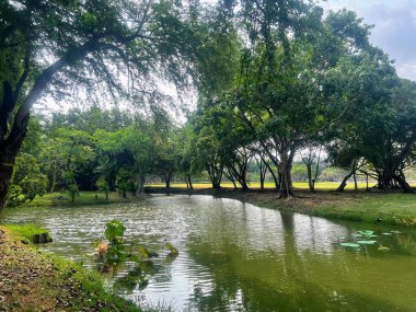 yemyeşil bir ormanın içinden akan bir nehrin fotoğrafı..