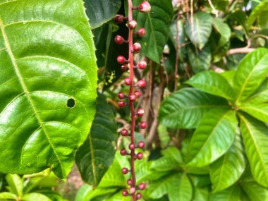 Ağaçtan sarkan kırmızı böğürtlenlerin fotoğrafı..