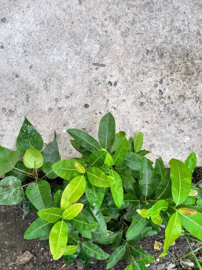 Toprakta yetişen yeşil yapraklı bir bitkinin fotoğrafı..