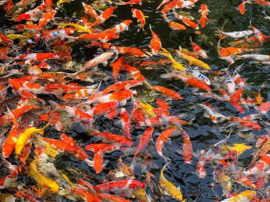 Gölette yüzen büyük bir balık grubunun fotoğrafı..