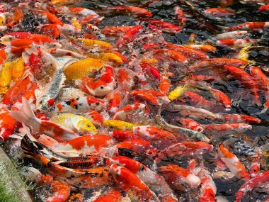 Gölette yüzen büyük bir koi balığı grubunun fotoğrafı..