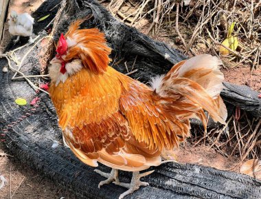 Toprakta tekerleğin üzerinde duran bir horozun fotoğrafı..