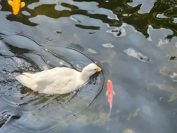 a photography of a duck swimming in a pond with a fish.