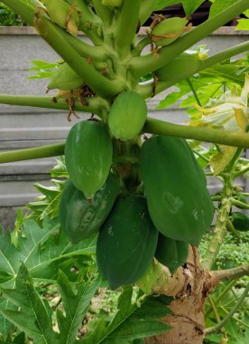 Üzerinde yeşil meyveler büyüyen bir papaya ağacının fotoğrafı..