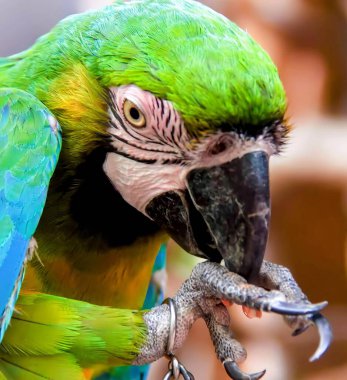 a photography of a parrot with a green and blue feathers. clipart