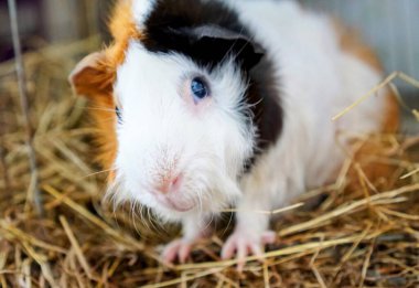 saman ve samanla kafesteki bir Gine 'nin fotoğrafı..