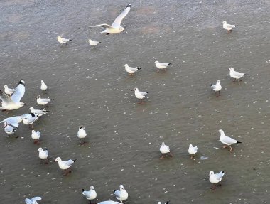 Sahilde yürüyen bir martı sürüsünün fotoğrafı..