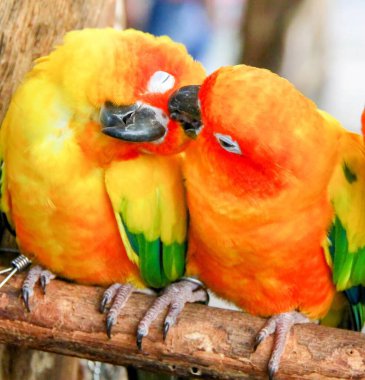 Bir dalda oturan üç renkli kuşun fotoğrafı..