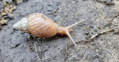 Çamurda sürünen bir salyangozun fotoğrafı..