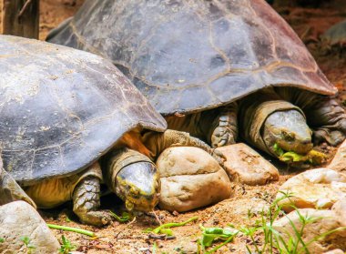 İki kaplumbağanın yan yana yattığı bir fotoğraf..