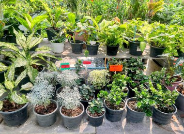 Masadaki saksılarda çeşitli bitkilerin fotoğrafı..