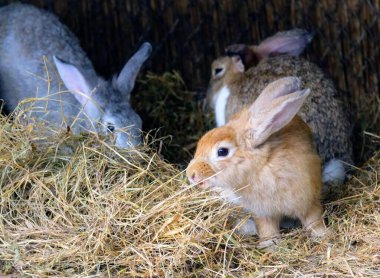 Samanla kaplı bir alanda saman yiyen iki tavşanın fotoğrafı..
