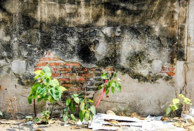 Duvardaki delikten çıkan bir bitkinin fotoğrafı..