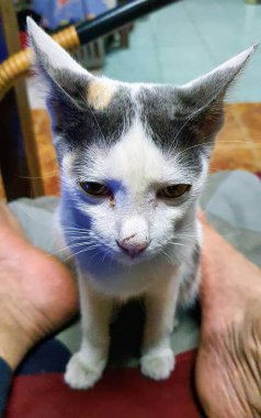 Bir insanın ayaklarıyla kucağında oturan bir kedinin fotoğrafı..