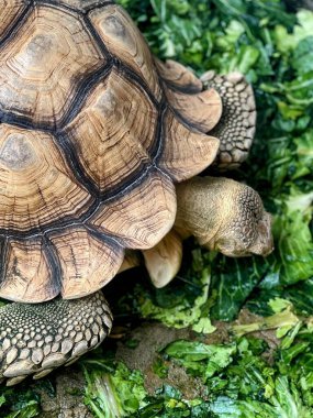 Bir kaplumbağanın fotoğrafı. Çimlerin üzerine uzanmış..