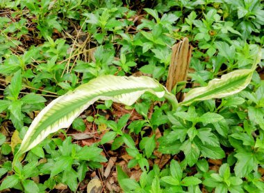 Ormanın ortasında yapraklı yeşil saplı bir bitkinin fotoğrafı..