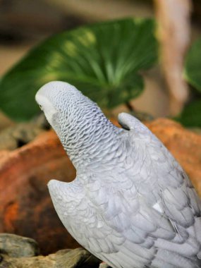 Ormandaki bir kayanın üzerinde oturan bir kuşun fotoğrafı..