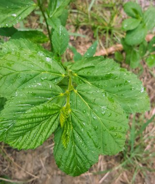 Yeşil yaprakları ve su damlacıkları olan bir bitkinin fotoğrafı..