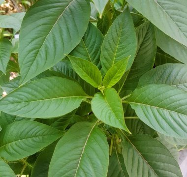 Bahçesinde yeşil yapraklar olan bir bitkinin fotoğrafı..