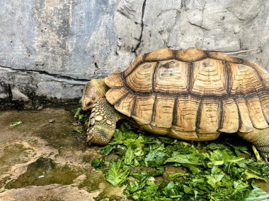 Arkasında kaya bir duvar olan yerde oturan bir kaplumbağanın fotoğrafı..